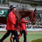 The Arlington Cup Horse Race 2013, Saturday, February 25, 2013 at Hanshin Race Track