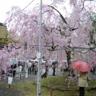 Field Trip "Kitano Shrine’s Cherry Blossoms and Suntory Yamazaki Distillery", Saturday, April 6, 2013