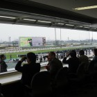 2016　アーリントンカップ観戦　~Arlington Cup Horse Race 2016 ~ @Hanshin Race Track