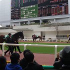 2016　アーリントンカップ観戦　~Arlington Cup Horse Race 2016 ~ @Hanshin Race Track