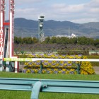 Arlington Cup Horse Race 2017 @Hanshin Racetrack on Feb 25, 2017