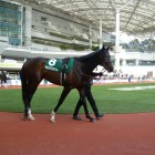 Arlington Cup Horse Race 2017 @Hanshin Racetrack on Feb 25, 2017